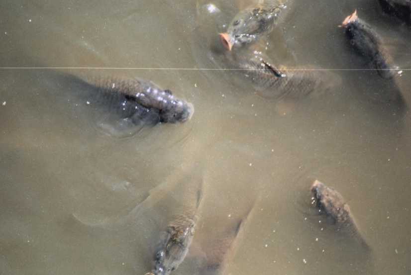 Carpes
