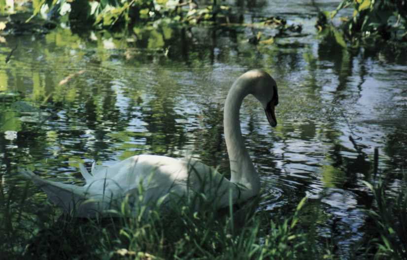 Les animaux du chteau